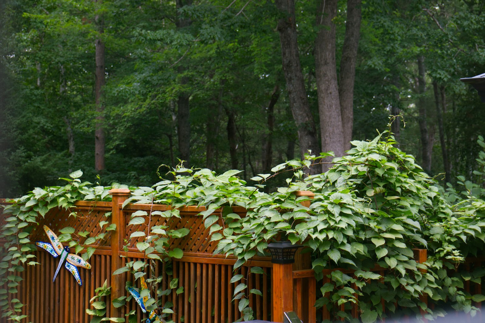 Deck & Fence Staining in progress on a New Zealand property